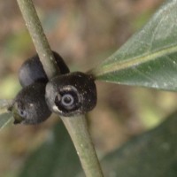 Lasianthus chrysocaulis Ridsdale